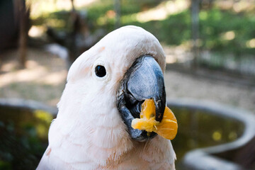 portrait of a white parrot