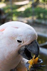 portrait of a parrot