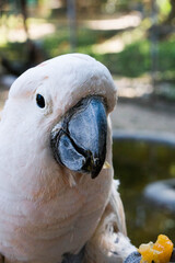 portrait of a parrot