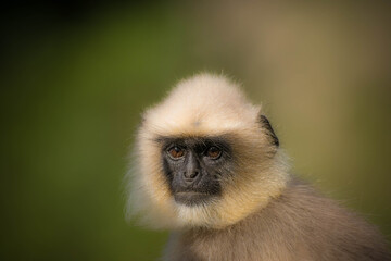 Black footed gray langur