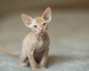 Fototapeta na wymiar portrait of a bald kitten of the Don Sphinx breed