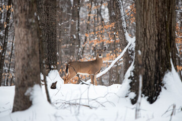 deer in the wild - montgomery county 