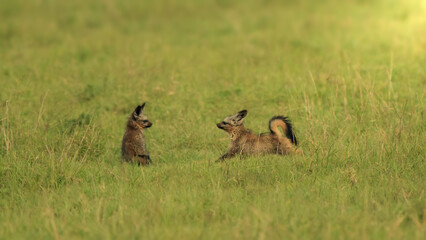 Bat eared fox kits