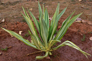 Furcraea foetida scientific name of the plant known as - False Agave.