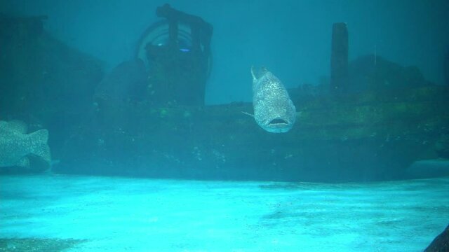 Giant Grouper (Epinephelus lanceolatus) swimming in very large aqaurium tank