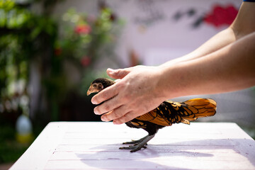 Human hand holds and handles gently on bronze sebright chick and lay down on pastel pink wood table...