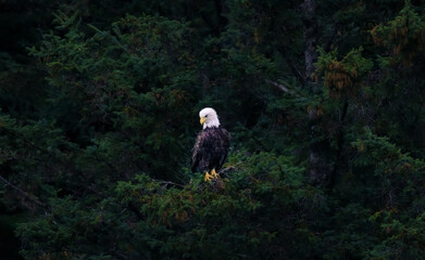 American Bald Eagle
