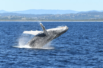 Side view of whale breaching in the ocean while about to land back in the water.