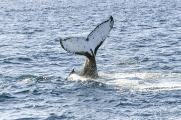Fototapeta premium Whale flipping up it’s tail in the ocean.