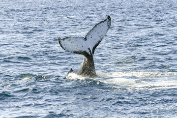 Whale flipping up it’s tail in the ocean.