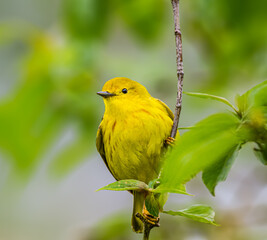 American Yellow Warbler perched on a branch in Magee Marsh