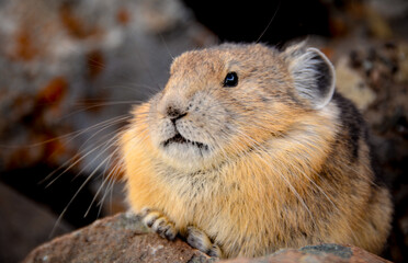 American Pikas - small mountain dwelling mammals from Rocky Mountain National Park