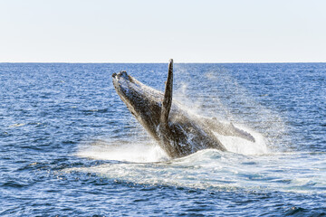 Whale showing off while breaching.