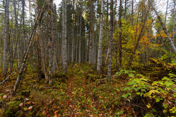 Fototapeta premium Sikhote-Alin Biosphere Reserve. The nature of the ecological tourist route Arseniev trail. Impassable pristine Far Eastern taiga. The trail runs through a dense forest.