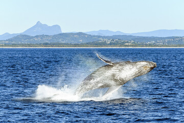 Whale breaching, while flipping to the side, with the mountains in the background.