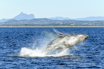 Naklejka premium Whale breaching, while flipping to the side, with the mountains in the background.