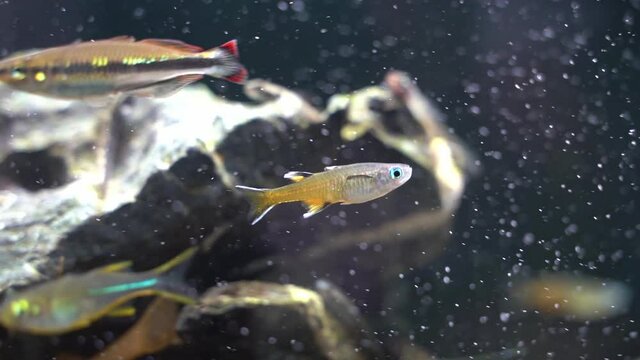 Pacific Blue-eye rainbow fish (Pseudomugil signifer) swimming in aquarium