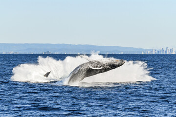 One whale finishing a breach while surrounded the the splash of another whale’s breach.
