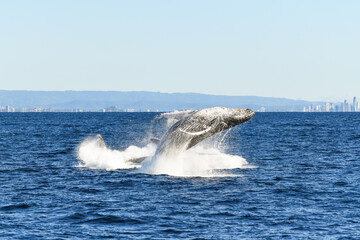 Fototapeta premium One whale breaching over another whale that is splashing back into the ocean.