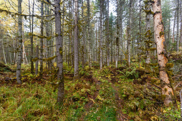 Sikhote-Alin Biosphere Reserve. The nature of the ecological tourist route Arseniev trail. Impassable pristine Far Eastern taiga. The trail runs through a dense forest.