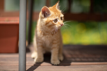 a small red kitten walks in the yard