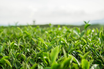 green grass in the morning