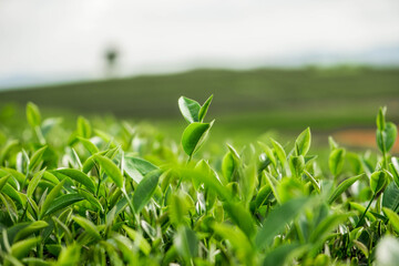 green grass in the morning