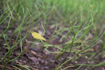last leaf