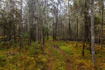 Sikhote-Alin Biosphere Reserve. The nature of the ecological tourist route Arseniev trail. Impassable pristine Far Eastern taiga. The trail runs through a dense forest.