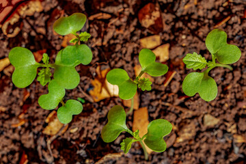 Young plant of Bok choy  (Brassica rapa subsp. chinensis) growing from soil