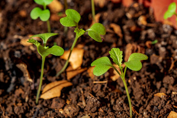 Young plant of Bok choy  (Brassica rapa subsp. chinensis) growing from soil
