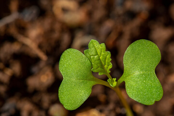 Young plant of Bok choy  (Brassica rapa subsp. chinensis) growing from soil