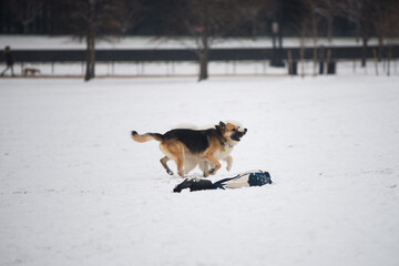 dog running in the snow