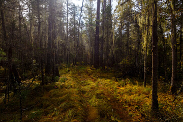 Sikhote-Alin Biosphere Reserve. The nature of the ecological tourist route Arseniev trail. Impassable pristine Far Eastern taiga. The trail runs through a dense forest.