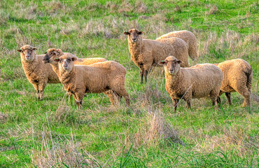 Flock of sheep grazing on countryside paddock. Sheep herd on summer pasture