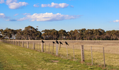 rural landscape with crows on a fence