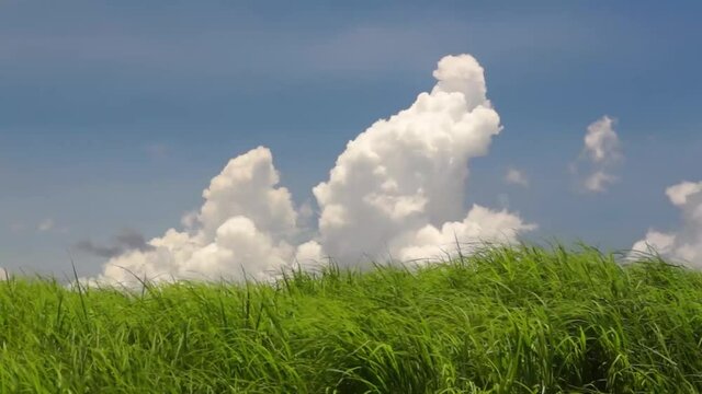 真夏の入道雲と風にゆれる阿蘇の草原