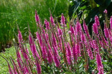 Close up texture landscape view of veronica spicata (spiked speedwell) flowers in bloom in a sunny...