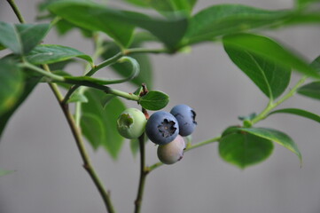 Blueberries on a branch. Ripening blueberries. Close-up