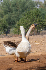 GOOSE & WHITE PEKIN
