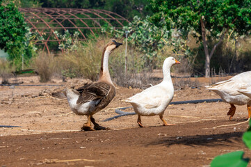 GOOSE & WHITE PEKIN