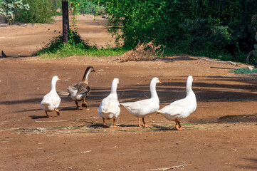 GOOSE & WHITE PEKIN