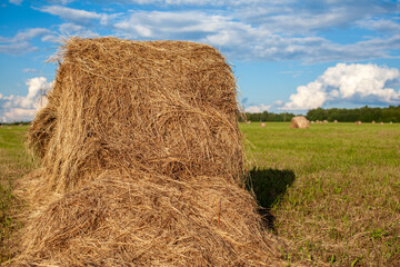 Agricultural field with harvested hay and stacks in summer. Haystacks. Harvesting of hay and straw for feeding animals