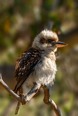 The Kookaburra, is a terrestrial tree kingfishers of the genus Dacelo	