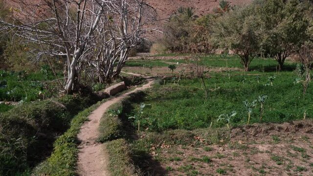 POV, Irrigation systemin an Oasis inMorocco Surrounded by Mountains and canyon