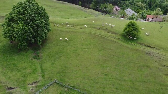 Sheep on a hill covered with grass. Trees around and bright day with clouds.