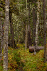 Sikhote-Alin Biosphere Reserve. The nature of the ecological tourist route Arseniev trail. Impassable pristine Far Eastern taiga. The trail runs through a dense forest.