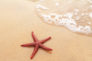 Obraz premium Live starfish close-up. on a sandy beach in Perth Western Australia