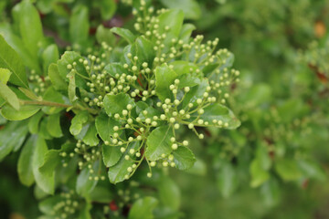 Close-up of Pyracantha bush with many small white blossoms on branches. Firethorn in bloom on summer