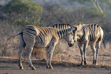 Zebra stallions eye to eye during golden hour in South Africa RSA